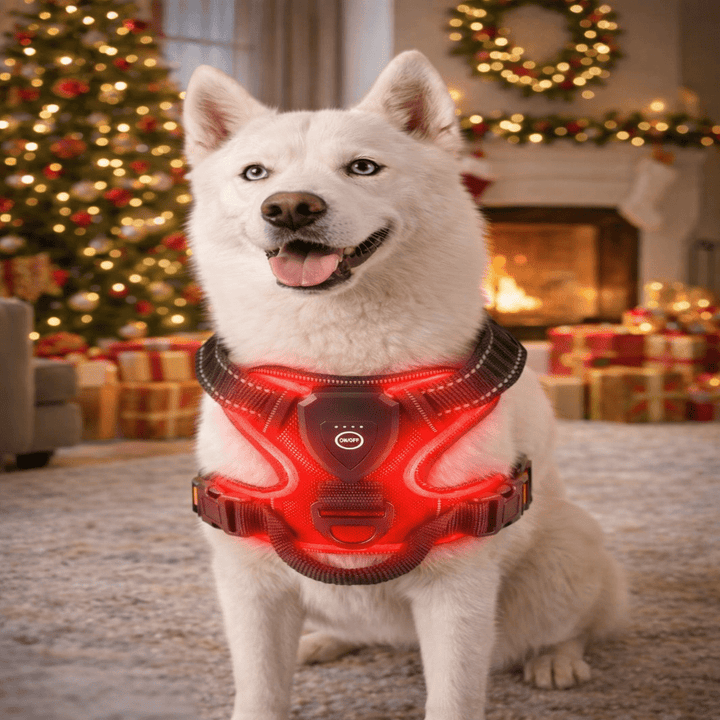 Rechargeable LED Dog Harness for Enhanced Nighttime Safety